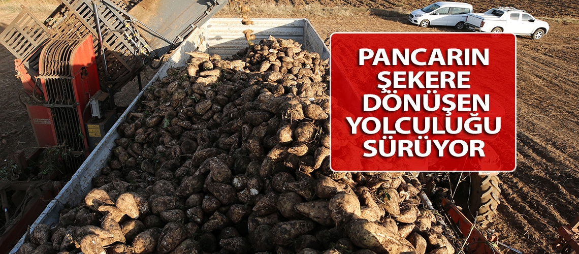 Pancarın şekere dönüşen yolculuğu sürüyor
