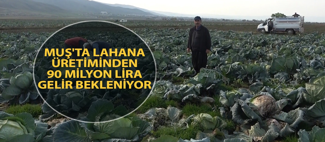 Muş'ta lahana üretiminden 90 milyon lira gelir bekleniyor