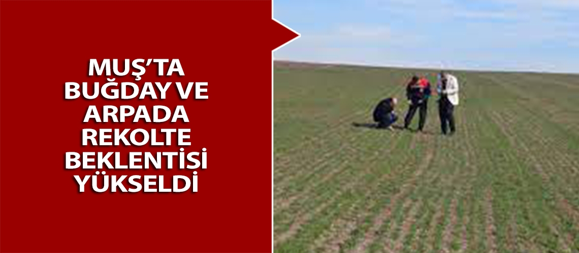 Muş’ta buğday ve arpada rekolte beklentisi yükseldi