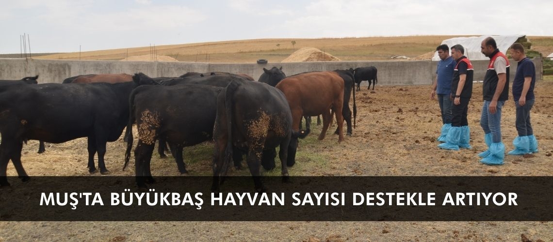 Muş'ta büyükbaş hayvan sayısı destekle artıyor