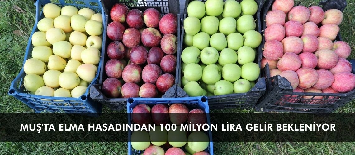 Muş'ta elma hasadından 100 milyon lira gelir bekleniyor