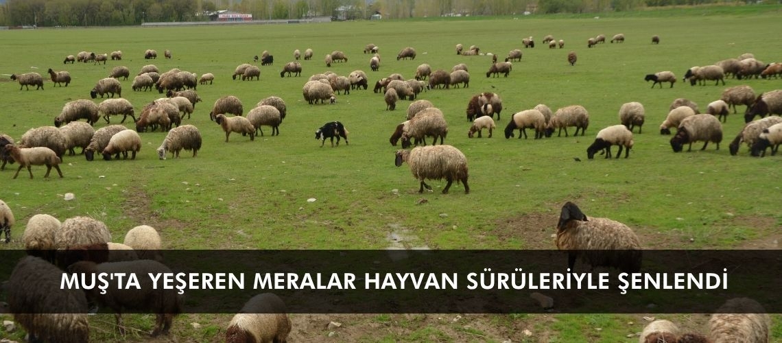 Muş'ta yeşeren meralar hayvan sürüleriyle şenlendi