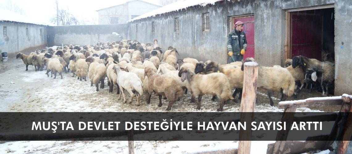 Muş'ta devlet desteğiyle hayvan sayısı arttı