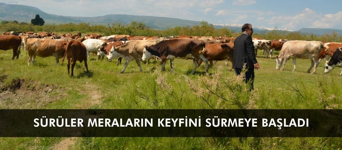 Sürüler meraların keyfini sürmeye başladı