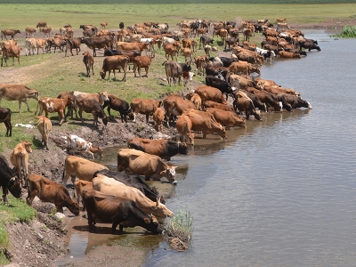 Muş’un yaylaları desteklerle şenlendi