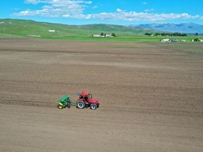 Muş'ta 10 dönüm alana karabuğday ekimi yapıldı