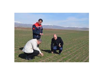 Muş’ta buğday ve arpada rekolte beklentisi yükseldi