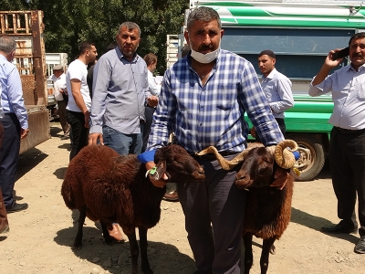 Projeler destekleniyor koyun ırkları gelişiyor