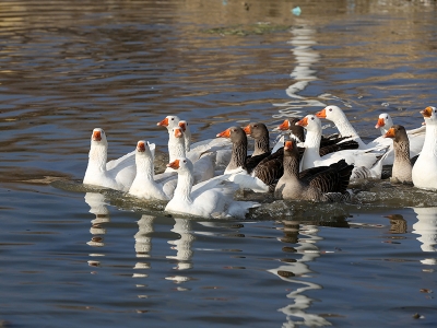 Muş'ta kaz yetiştiriciliği desteklerle artıyor