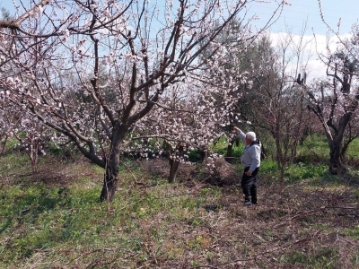 Mut'ta kayısı ağaçları çiçeklendi