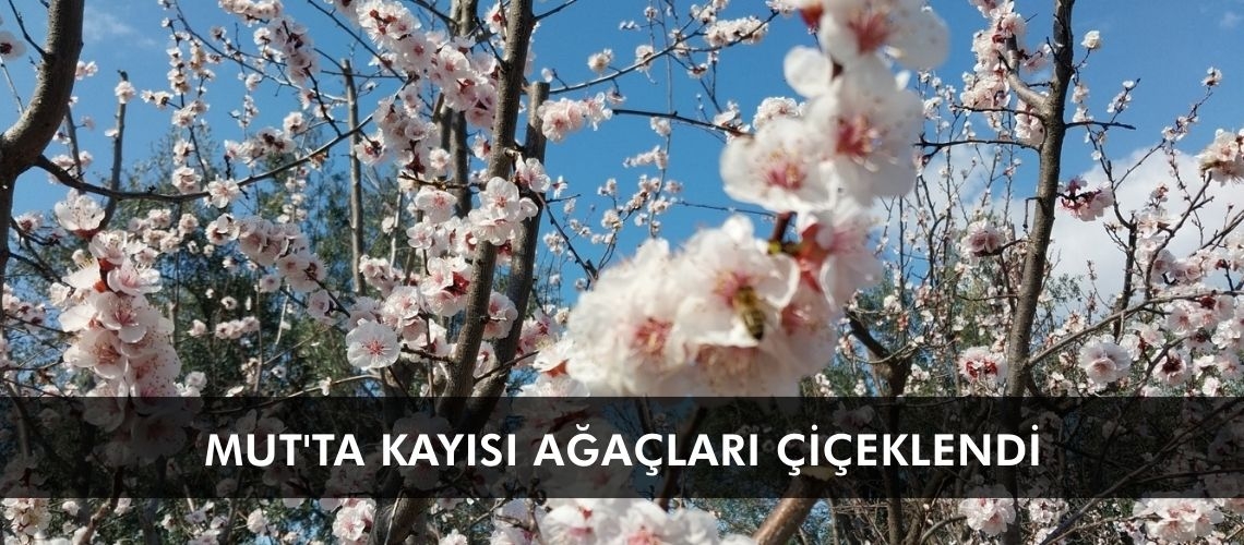 Mut'ta kayısı ağaçları çiçeklendi