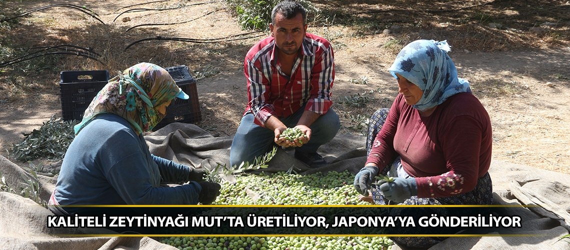 Kaliteli zeytinyağı Mut’ta üretiliyor, Japonya’ya gönderiliyor