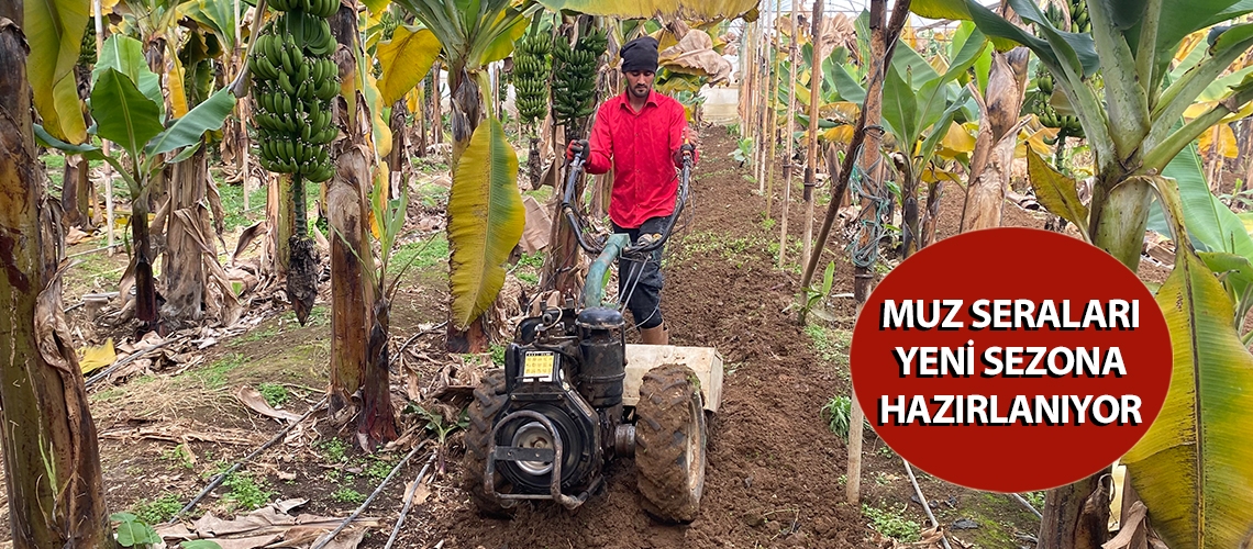 Muz seraları yeni sezona hazırlanıyor
