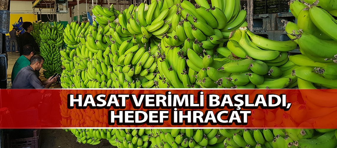 Hasat verimli başladı, hedef ihracat