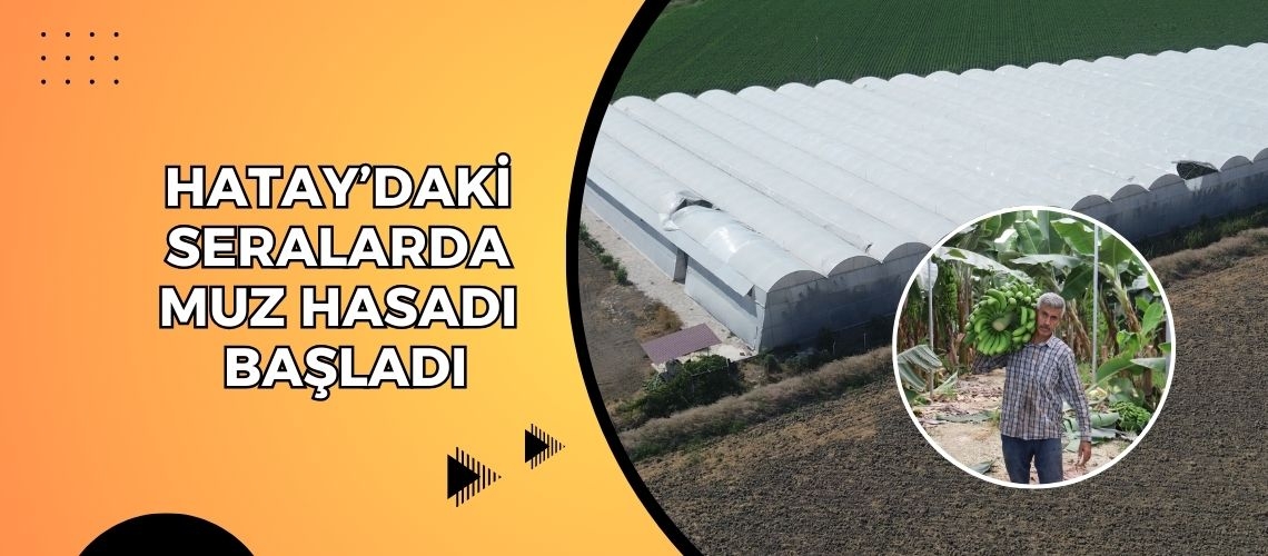 Hatay’daki seralarda muz hasadı başladı
