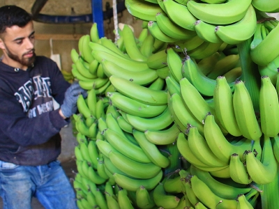 Mersin’in muzu Türkiye pazarını besliyor
