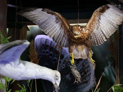 “Tabiat Müzesi” ekosistemin aynası