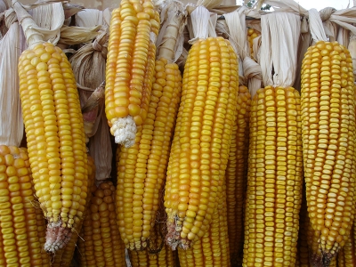 Osmaniye'de birinci ürün mısır ekimi başladı