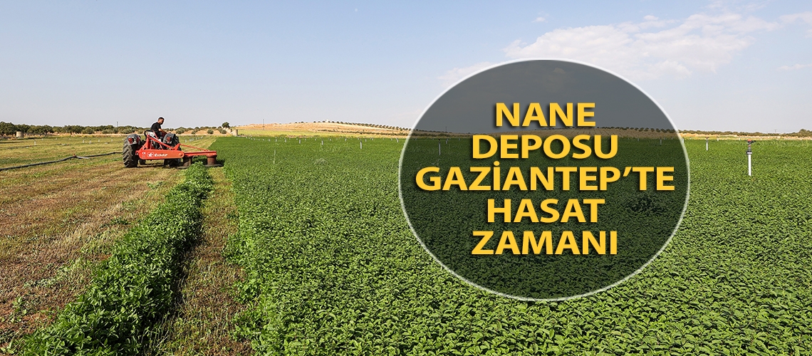 Nane deposu Gaziantep’te hasat zamanı