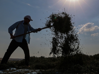 Nane deposu Gaziantep’te hasat zamanı
