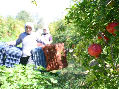 Denizli’den nar ihracatı başladı