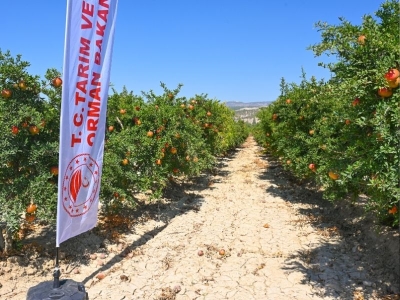 Nar bahçelerinde hasat şenlik havasında başladı