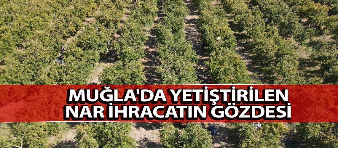 Muğla'da yetiştirilen nar ihracatın gözdesi