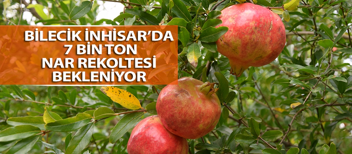 Bilecik’in İnhisar ilçesinde 7 bin ton nar rekoltesi bekleniyor