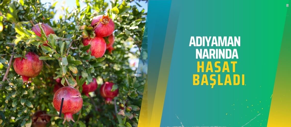 Adıyaman narında hasat başladı