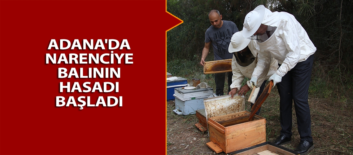 Adana'da narenciye balının hasadı başladı