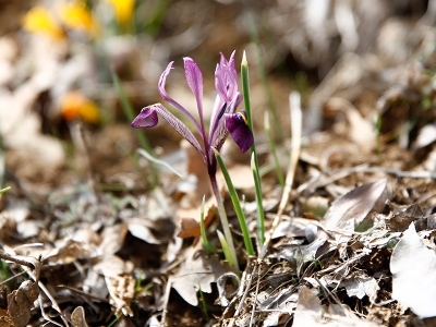 Endemik “kır navruzu” koruma altında