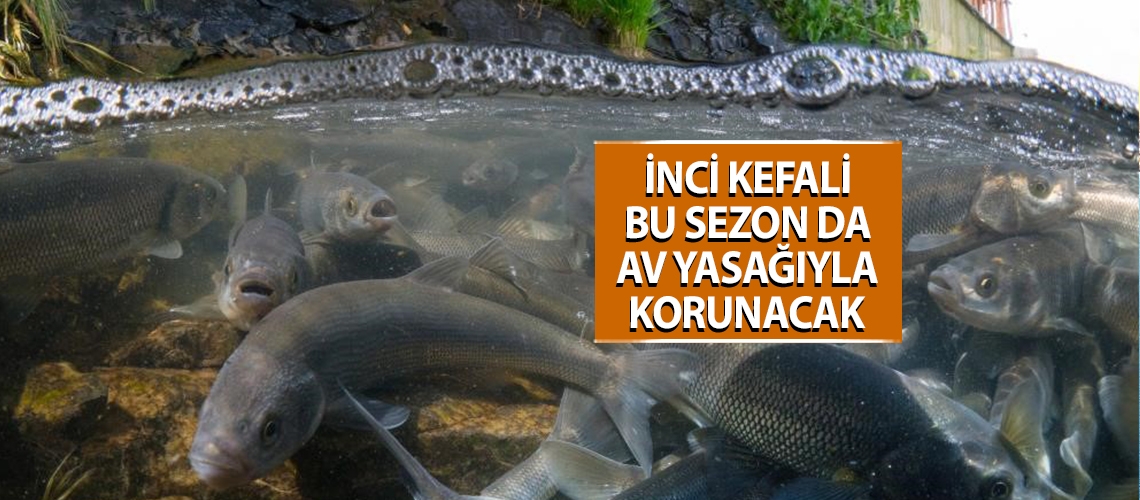 İnci kefali bu sezon da av yasağıyla korunacak