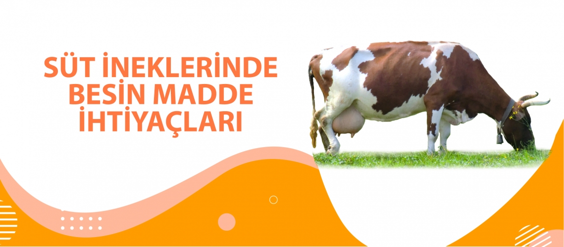 SÜT İNEKLERİNDE BESİN MADDE İHTİYAÇLARI