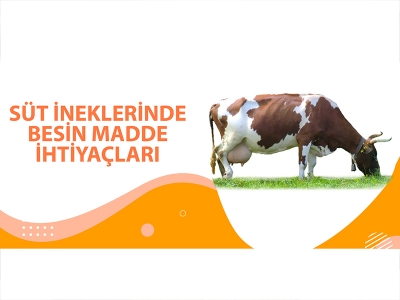 SÜT İNEKLERİNDE BESİN MADDE İHTİYAÇLARI