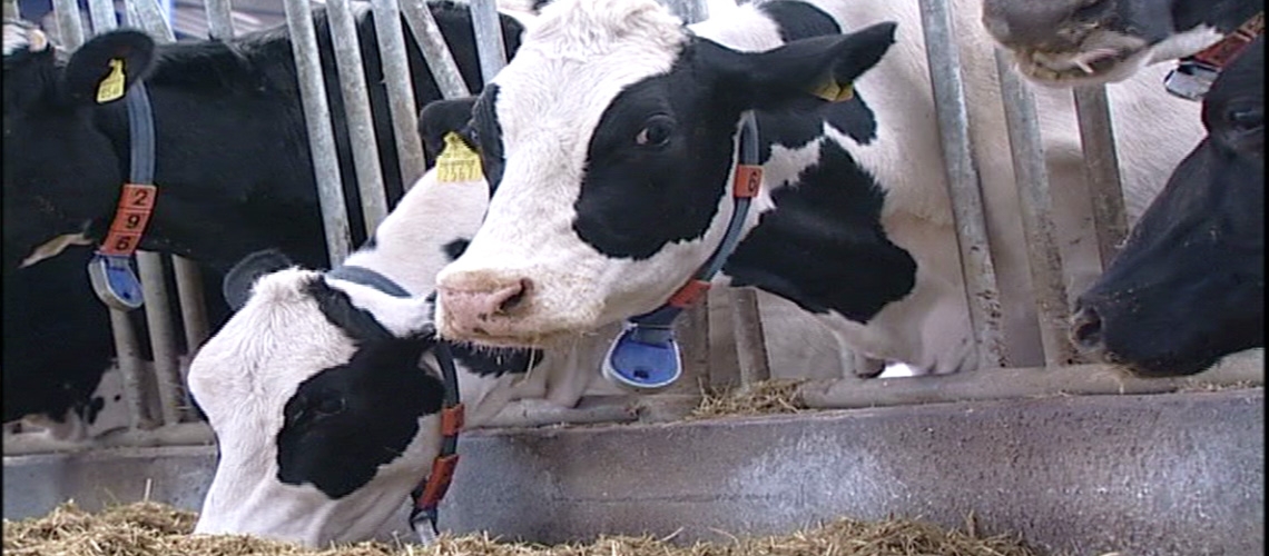 İneklerde Üreme ve Döl Verimi