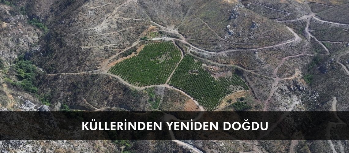 Küllerinden yeniden doğdu