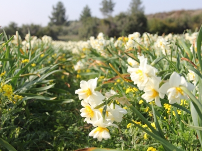 Babaanne mirası nergis tohumları geçim kaynağı oldu