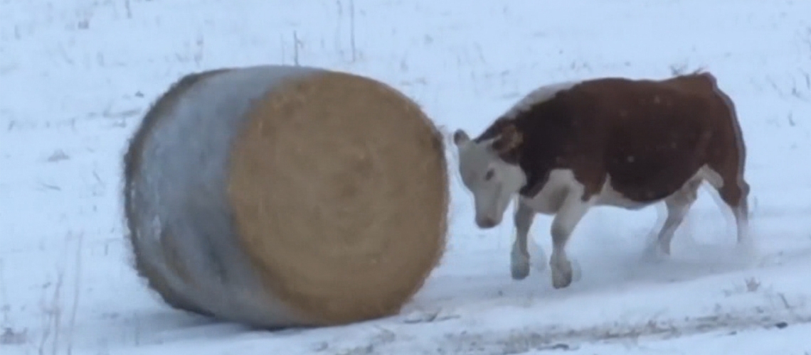 Balya ile Oynayan Neşeli İnek