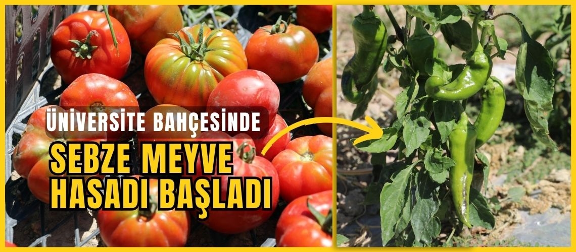 Üniversite bahçesinde sebze meyve hasadı başladı