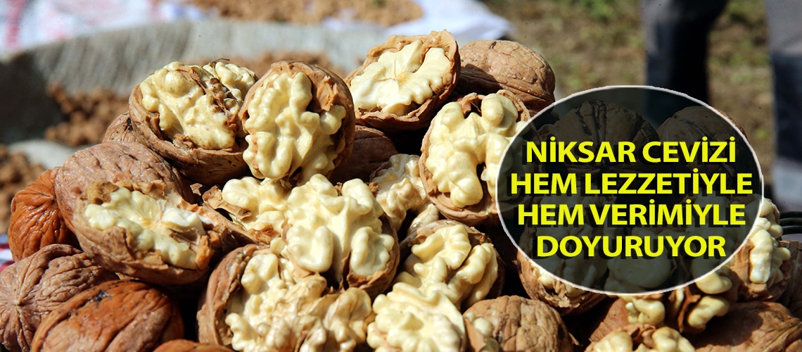 Niksar cevizi hem lezzetiyle hem verimiyle doyuruyor
