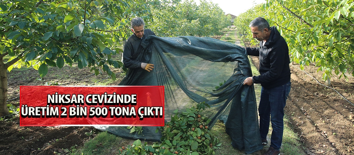 Niksar cevizinde üretim 2 bin 500 tona çıktı