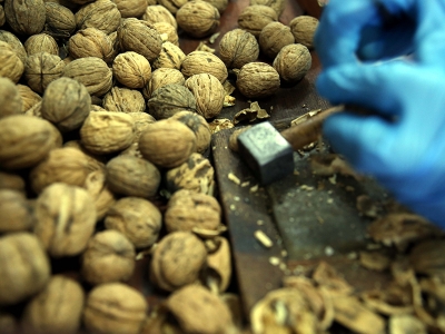 Niksar’ın ceviz üretimi 2 bin tona çıktı