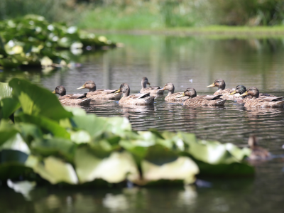 Kuraklıktan etkilenen Nilüfer Gölü'ne su desteği