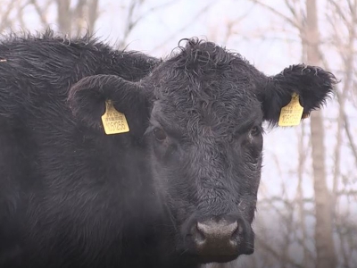 Üniversiteli gencin yüzü hayvancılıkla güldü