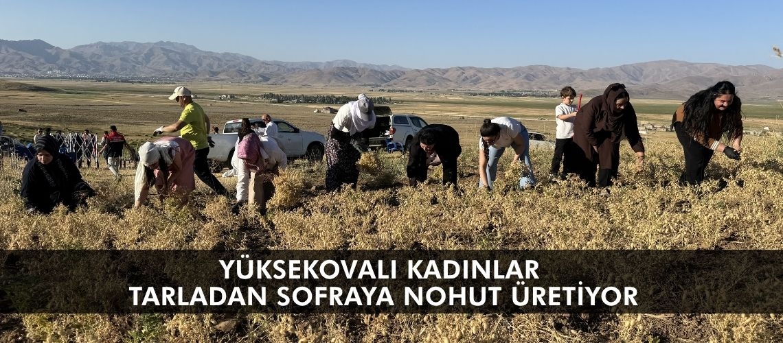 Yüksekovalı kadınlar tarladan sofraya nohut üretiyor