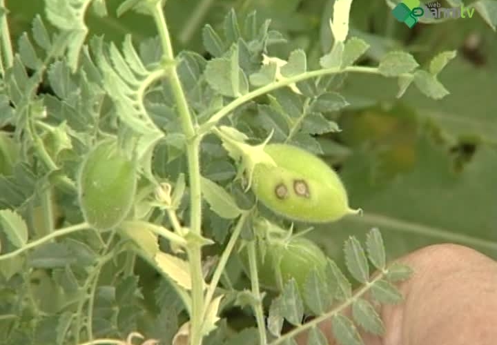 Nohut ve Mercimekte Hastalık, Zararlı ve Yabancı Otlar