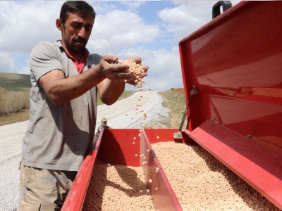 Yağışlar nohutta verim beklentisini artırdı