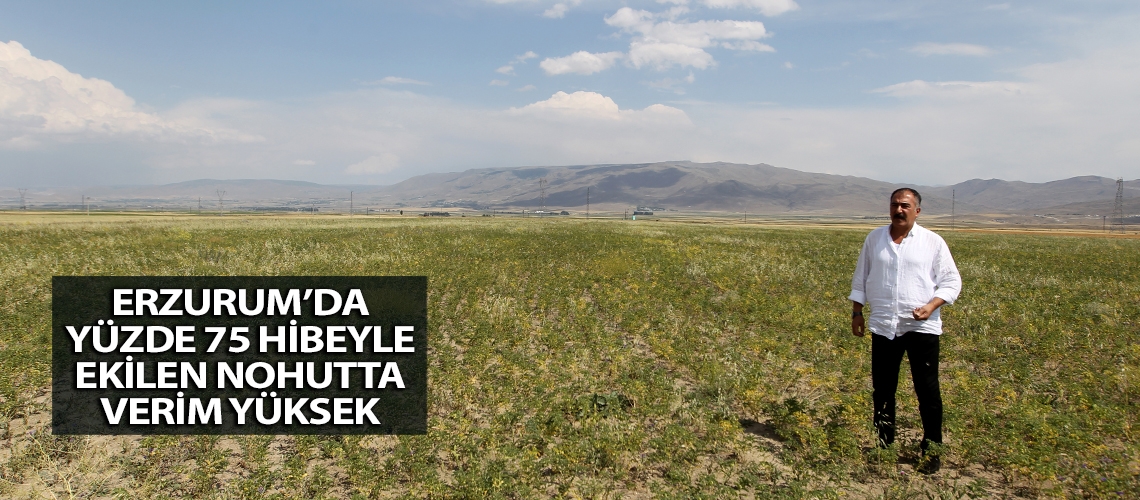 Erzurum’da yüzde 75 hibeyle ekilen nohutta verim yüksek