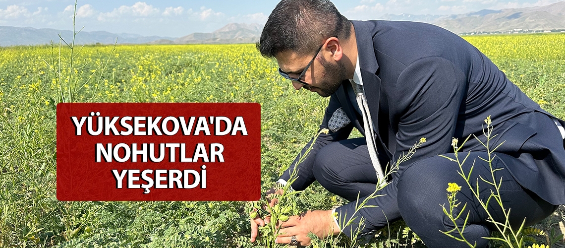 Yüksekova'da nohutlar yeşerdi