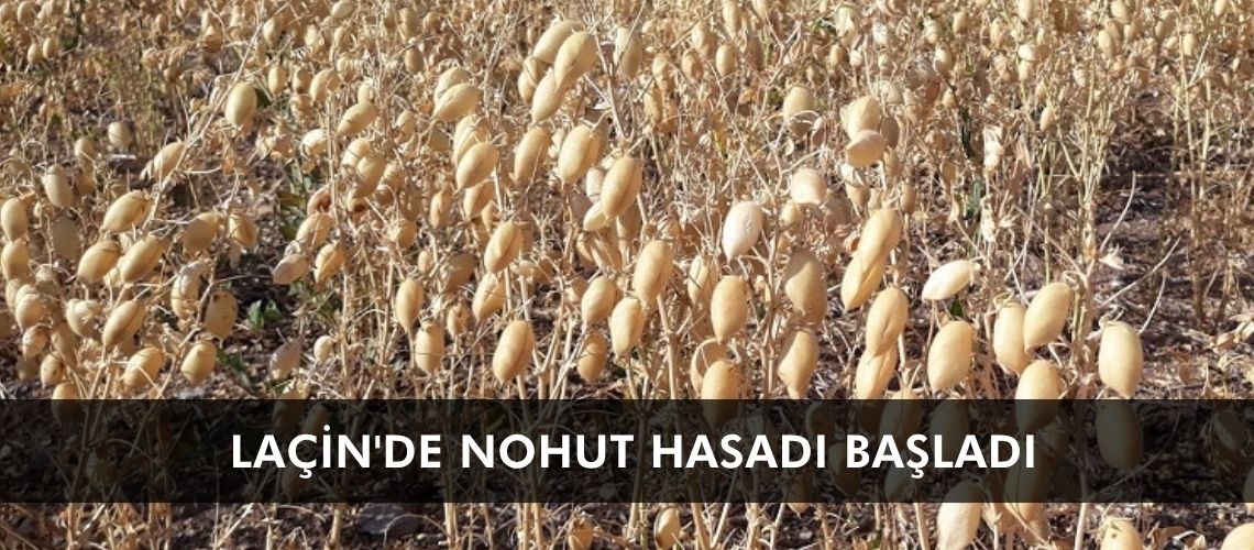 Laçin'de nohut hasadı başladı